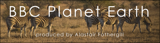 bbc planet earth, 2006, produced by Alastair Fothergill